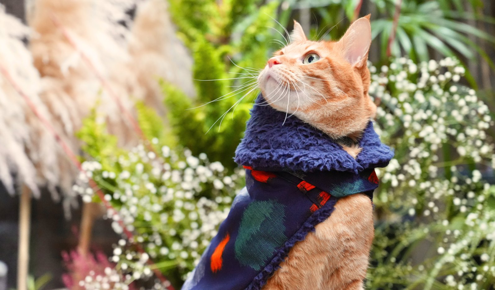 羽織コート | 和装の羽織風ペットコート リバーシブル - L&L Paws 