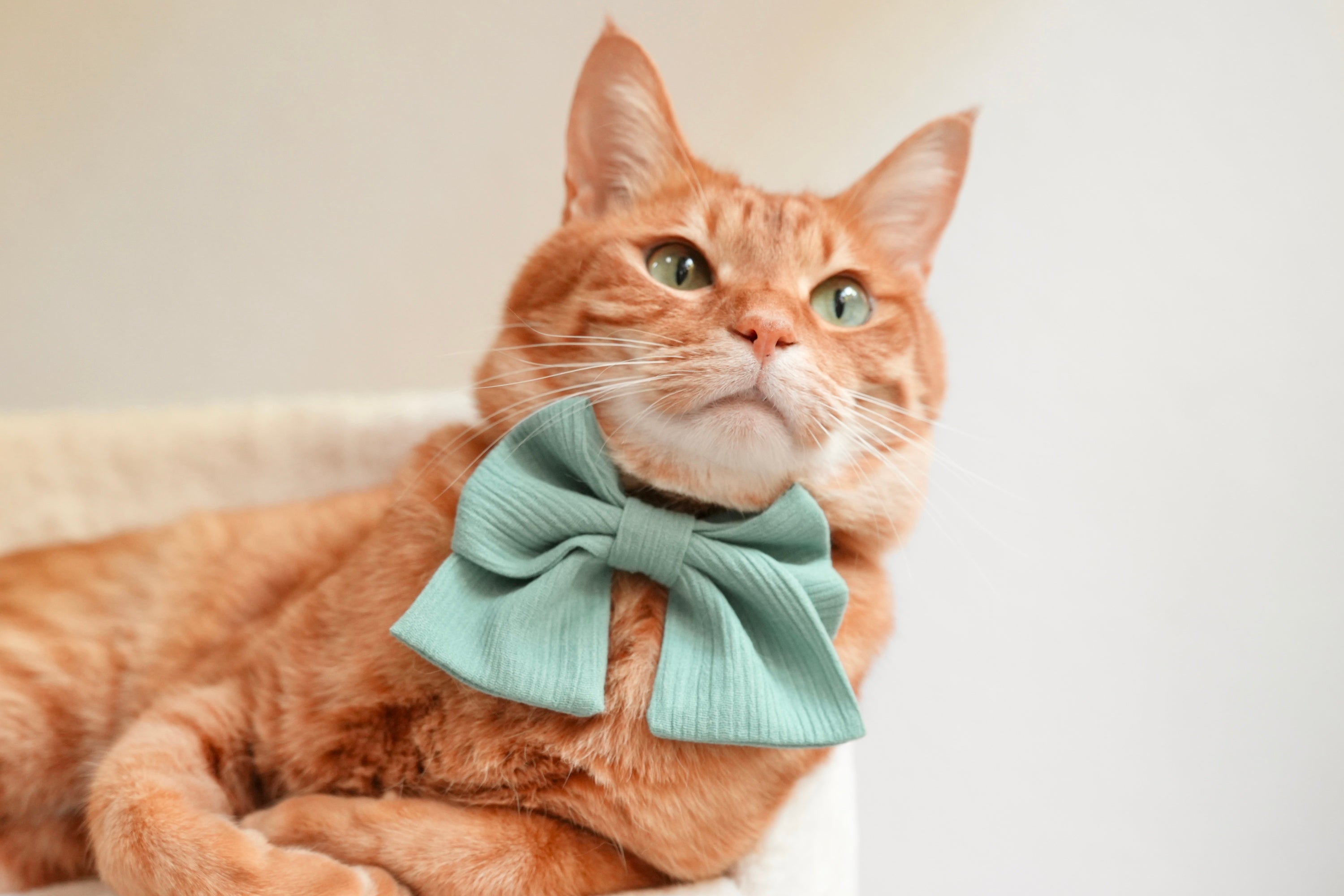 ミニ和リボン | 小さめ猫用リボン 日本の伝統素材 - L&L Paws Japan