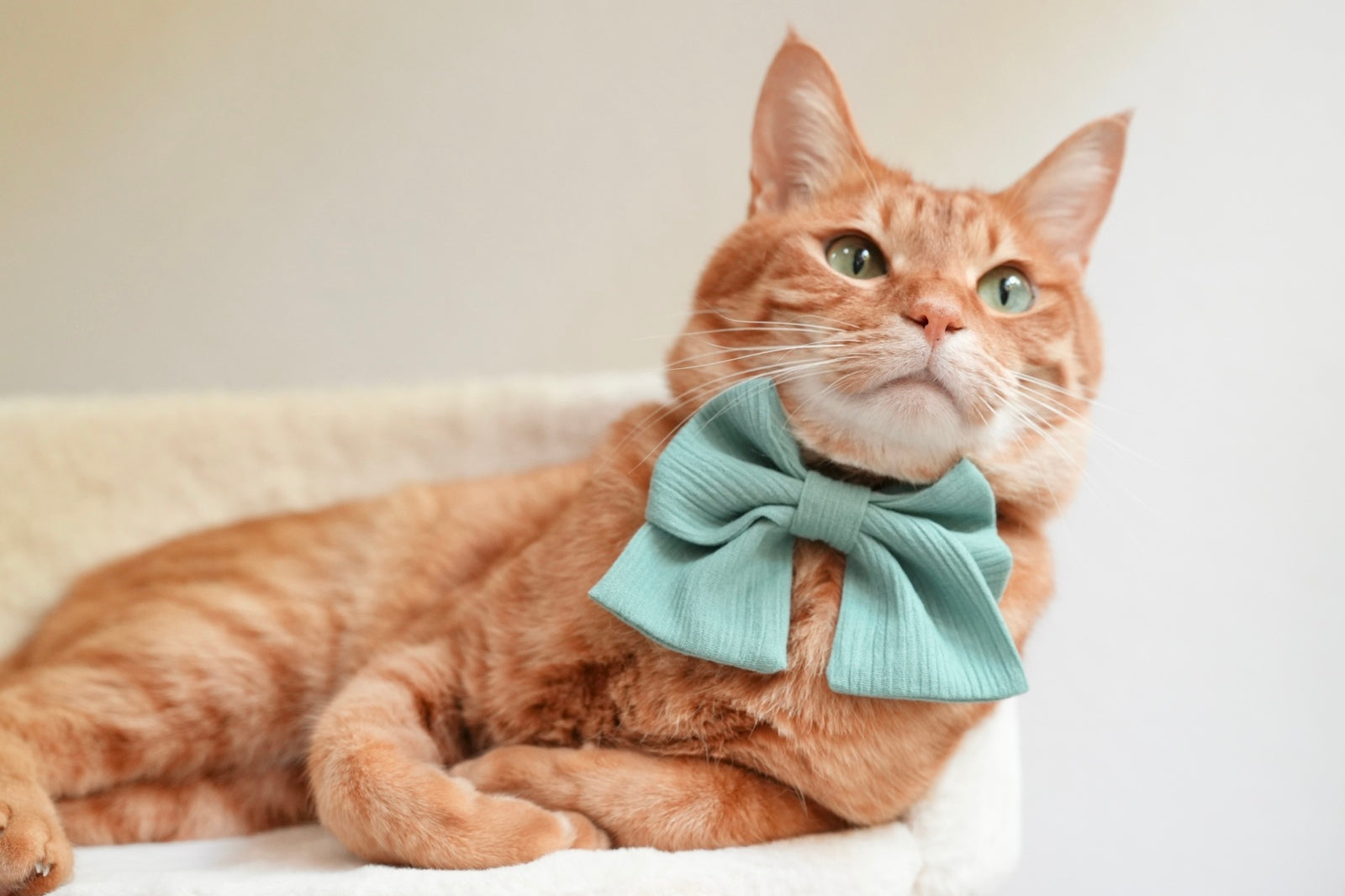 リバーシブルはん天帯　7本 高島ちぢみ – L&L Paws Japan