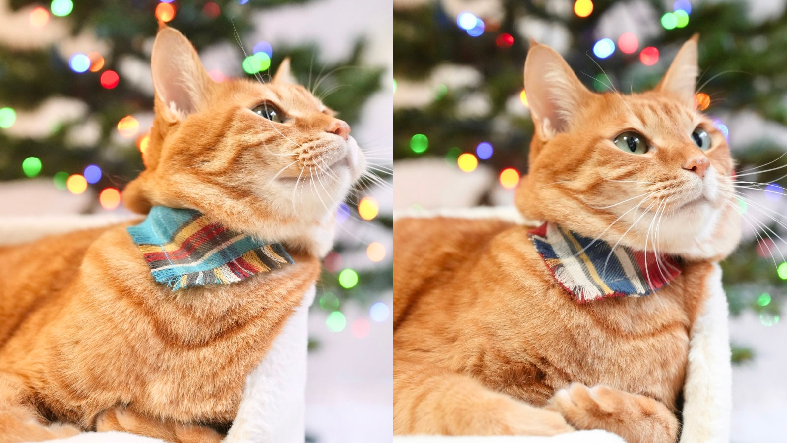 ミニミニバンダナ | 超小型猫用バンダナ セット販売 - L&L Paws Japan