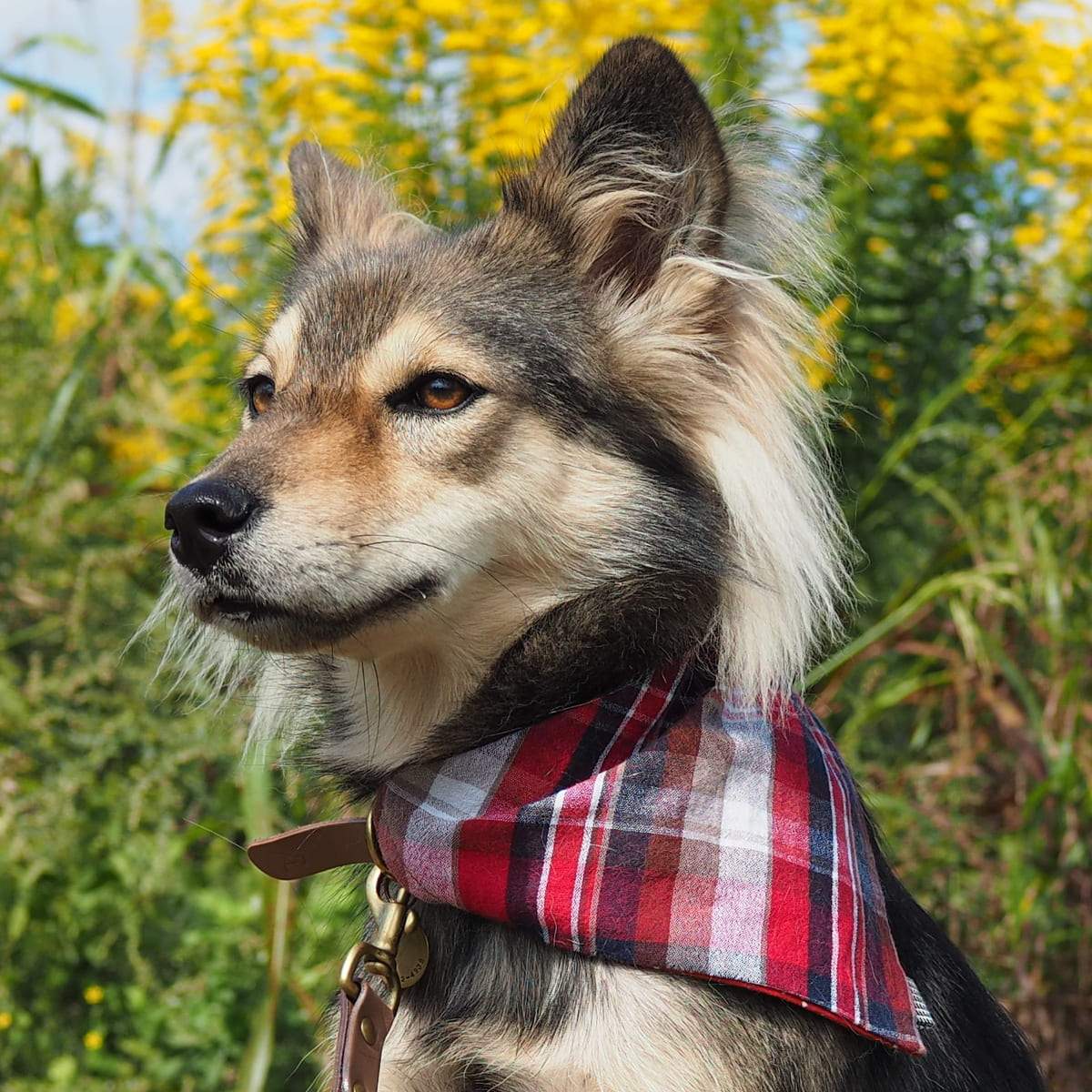 犬のバンダナ | 日本の伝統素材で誂えた犬用バンダナ - L&L Paws Japan