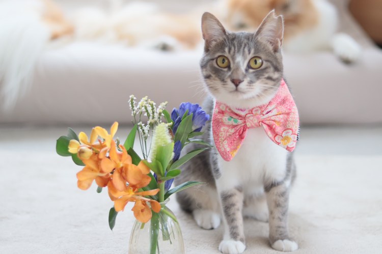 アンバサダー @merukioh