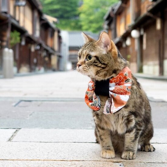 アンバサダー @ruchan_0724