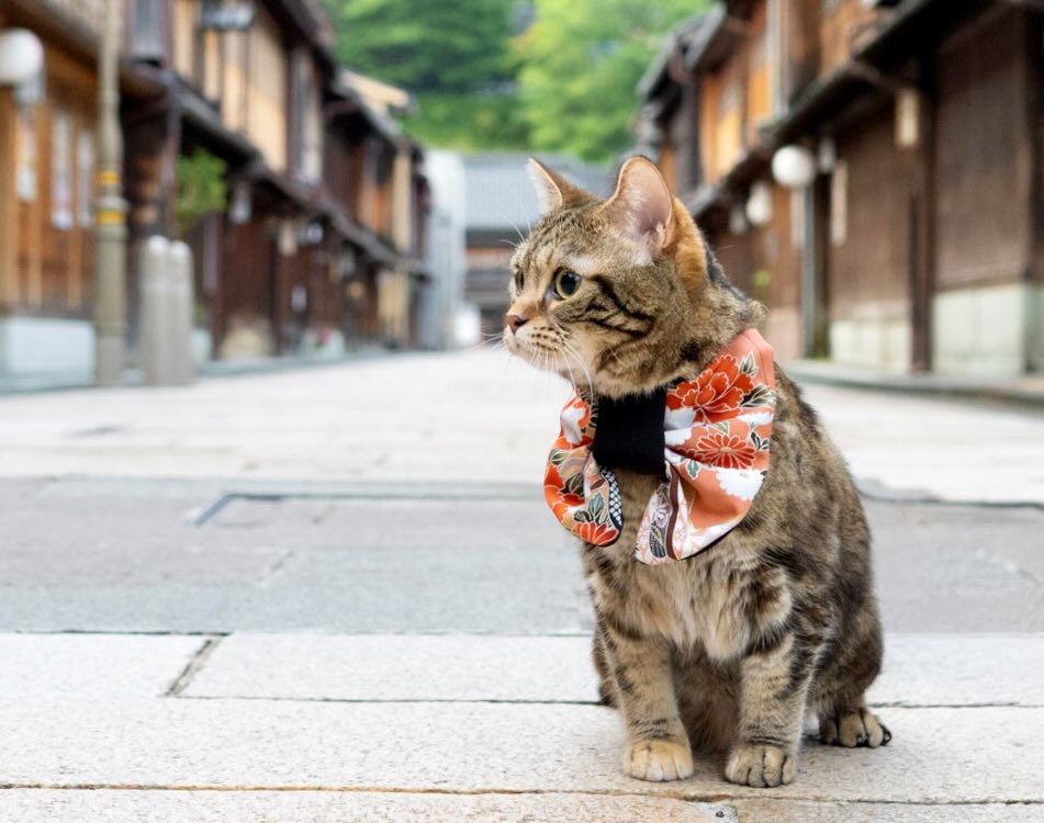 アンバサダー @ruchan_0724