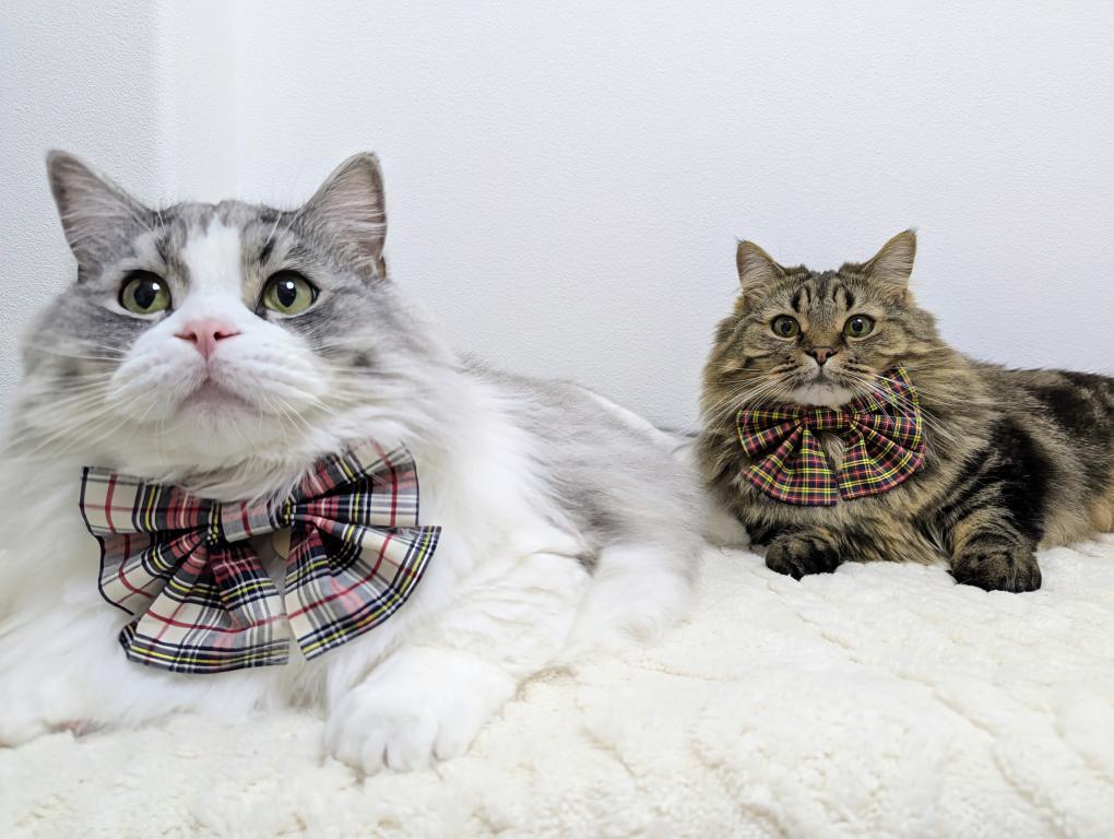 モデル ＠hikari_to_niji_