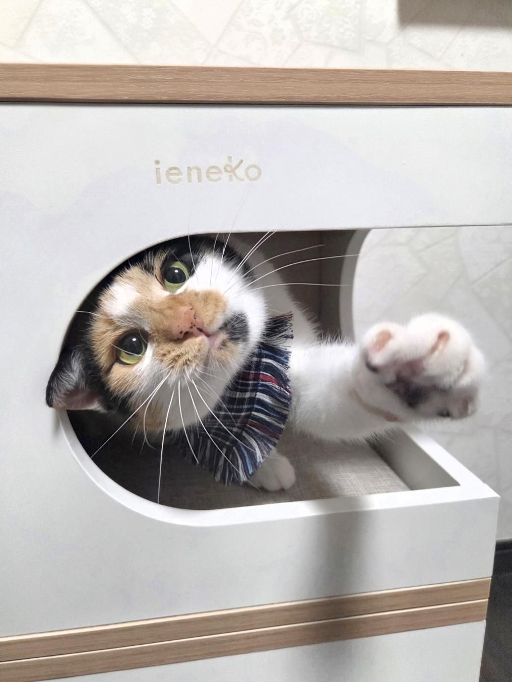 ボックスキャットタワー愛用中！