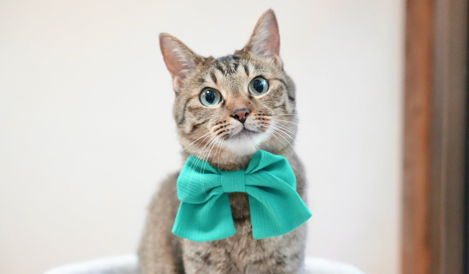 Vol.6 高島ちぢみ