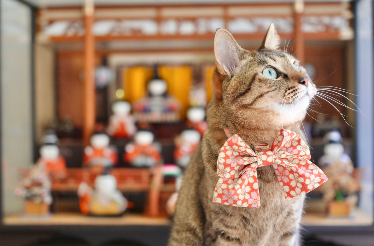 猫がいるから、お雛様を出した。