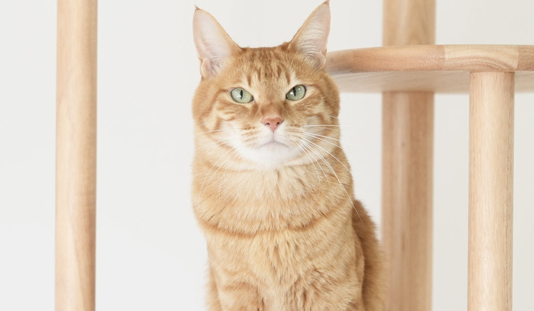 vol.1　猫の写真、光はこう選ぶ。窓際の午前中が、うちの子を一番美しく見せる理由