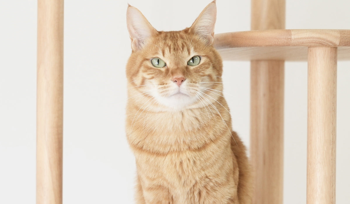vol.1　猫の写真、光はこう選ぶ。窓際の午前中が、うちの子を一番美しく見せる理由