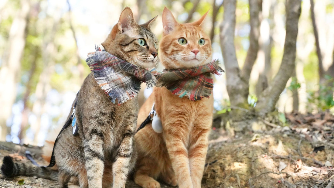 Vol.1 冒険バンダナ