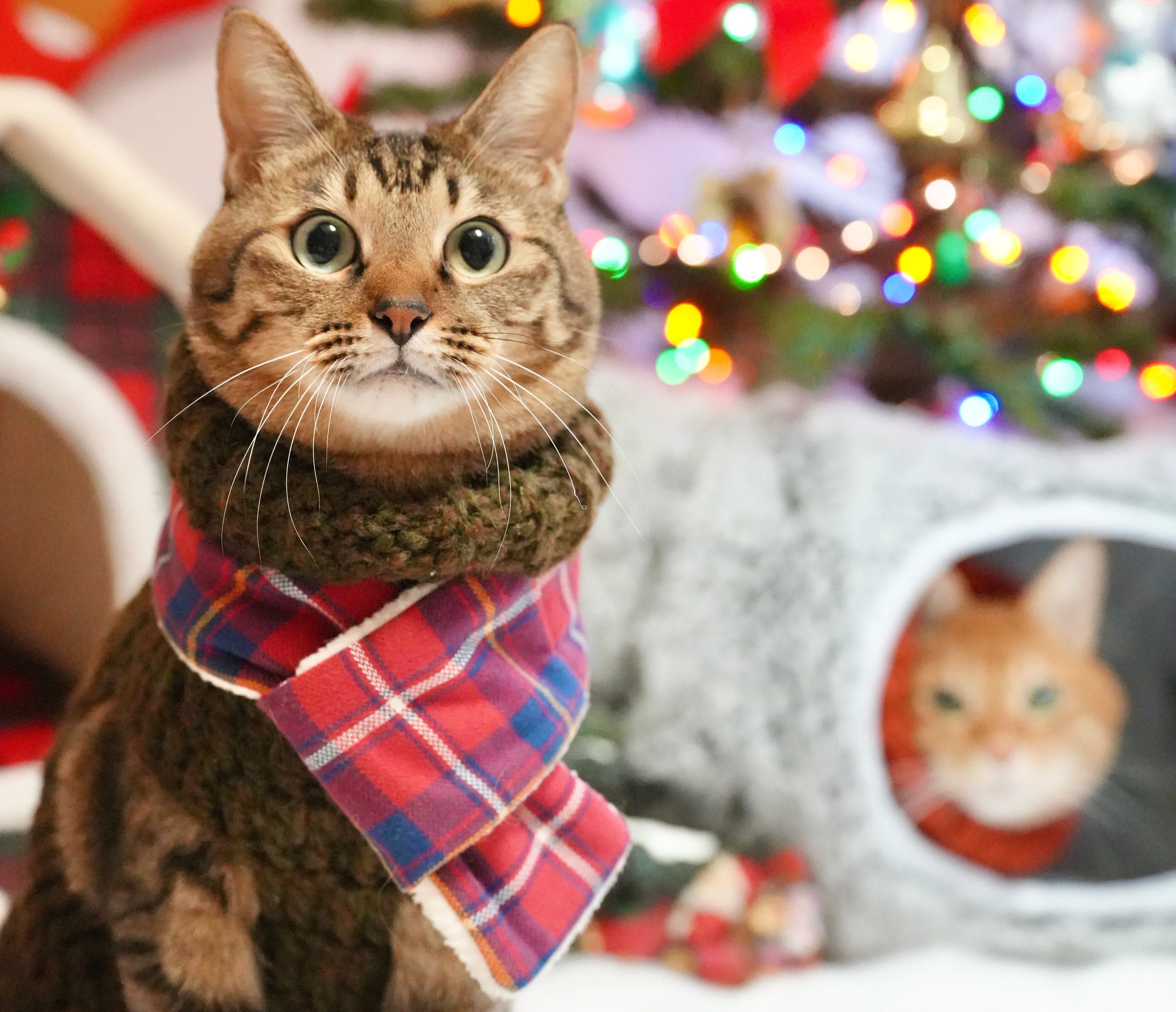 ときめき播州織！