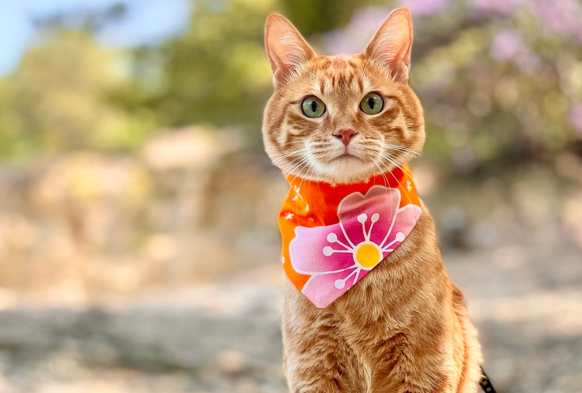 この暮らしの続きを見てみたい