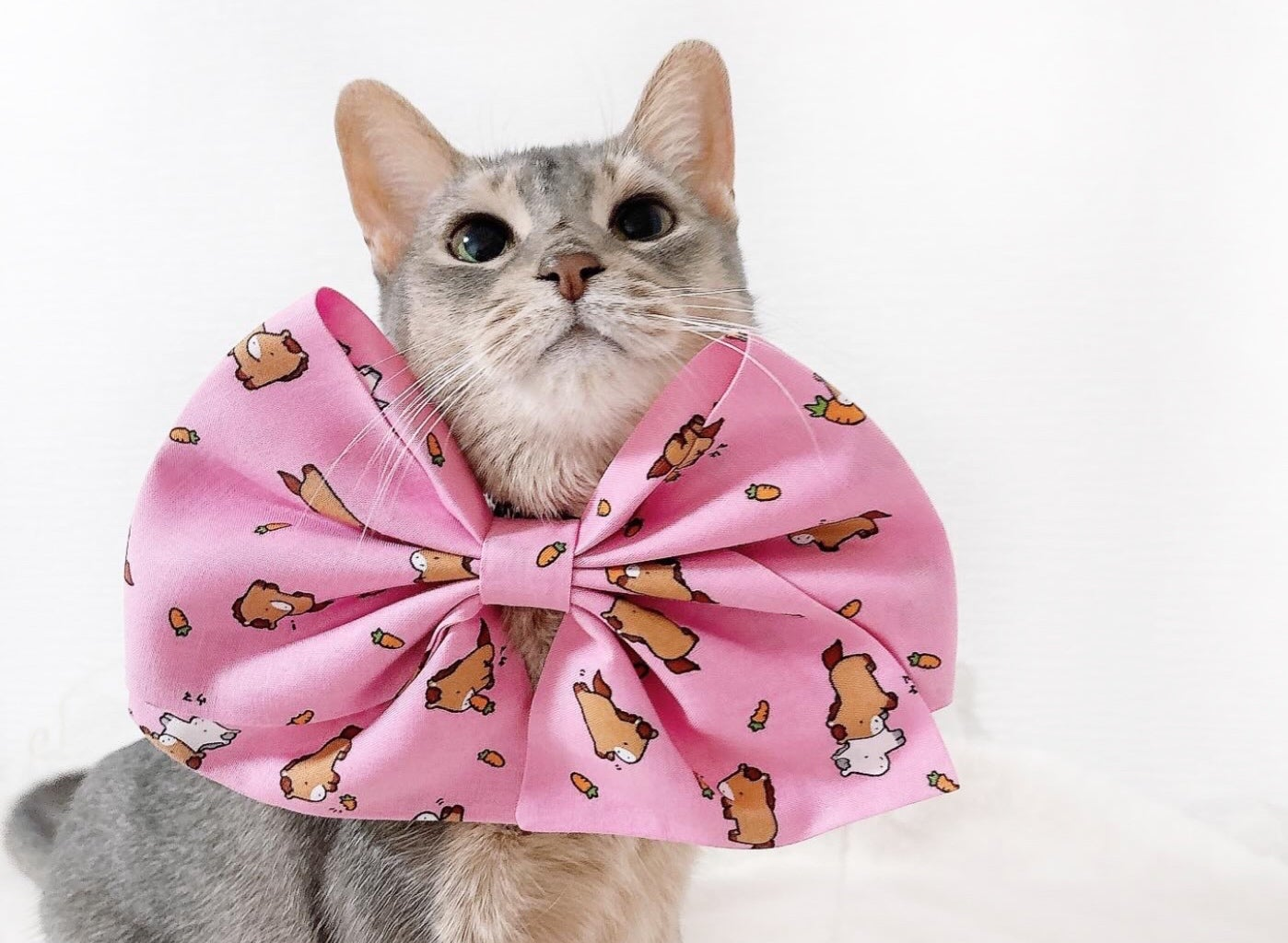 アンバサダー @mafi_mom