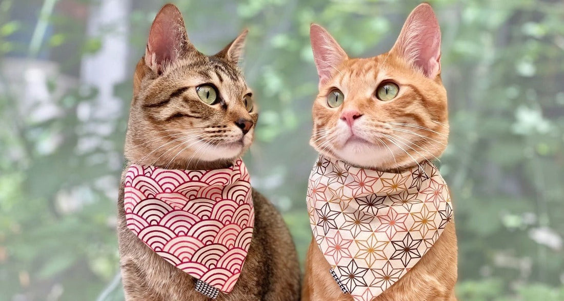 猫のバンダナのはじめかた - L&L Paws Japan