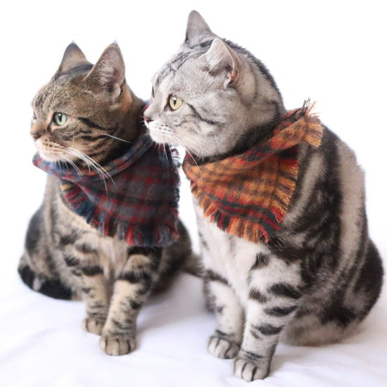 アンバサダー＠sakuneco__