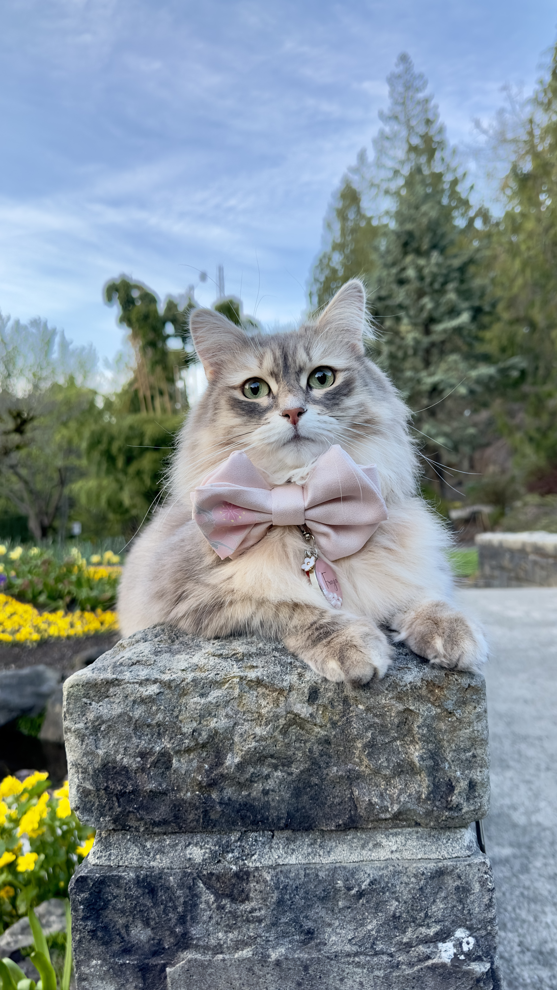 アンバサダー @freyja_siberian