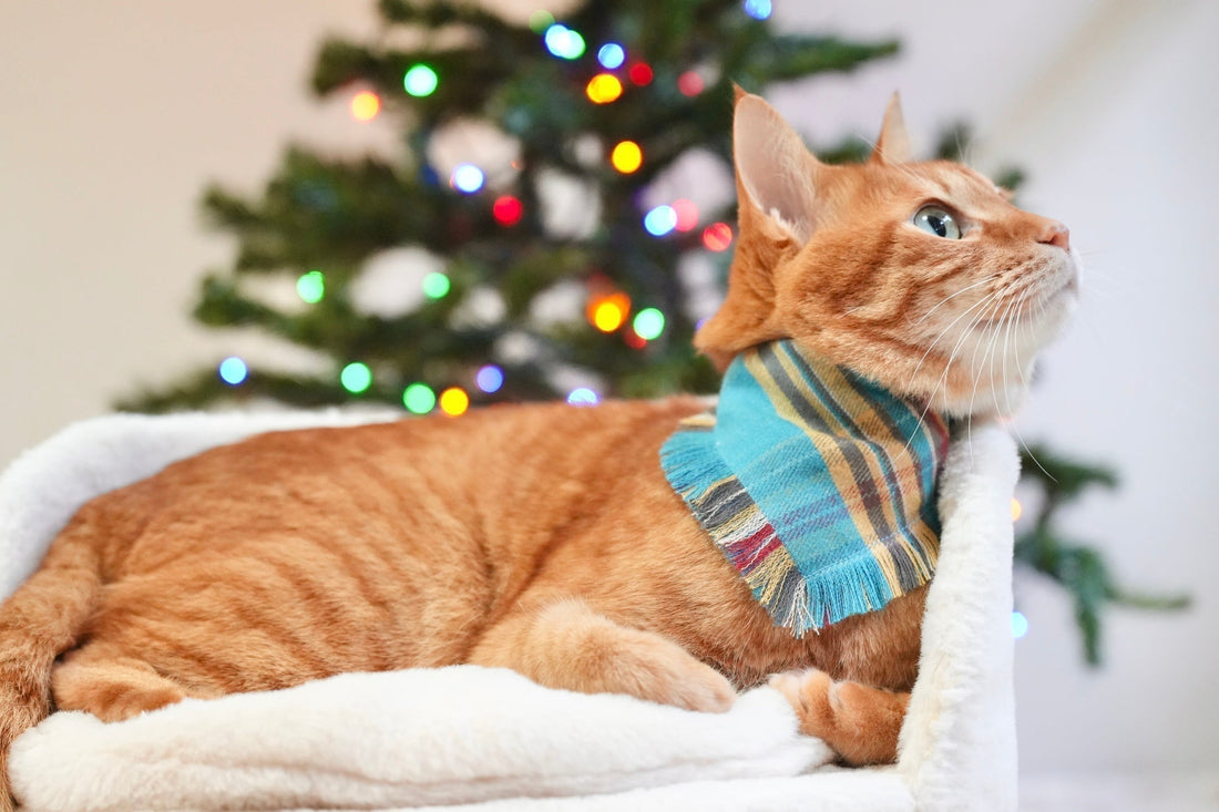 ホリデープレゼント