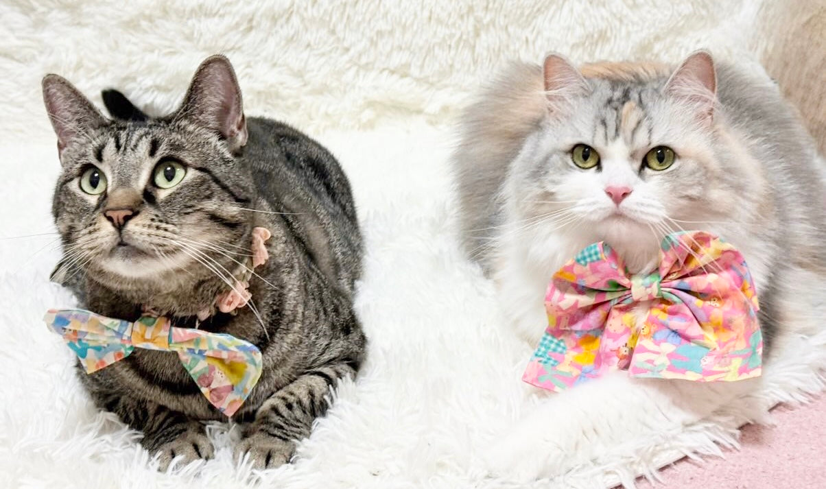 アンバサダー @pinkenamel