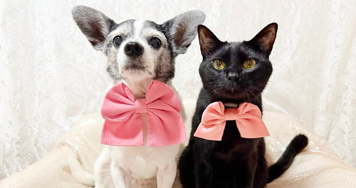 アンバサダー ＠a8__p5