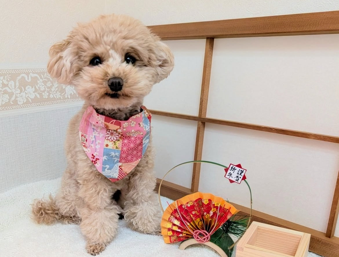 モデル @erdbeere8y