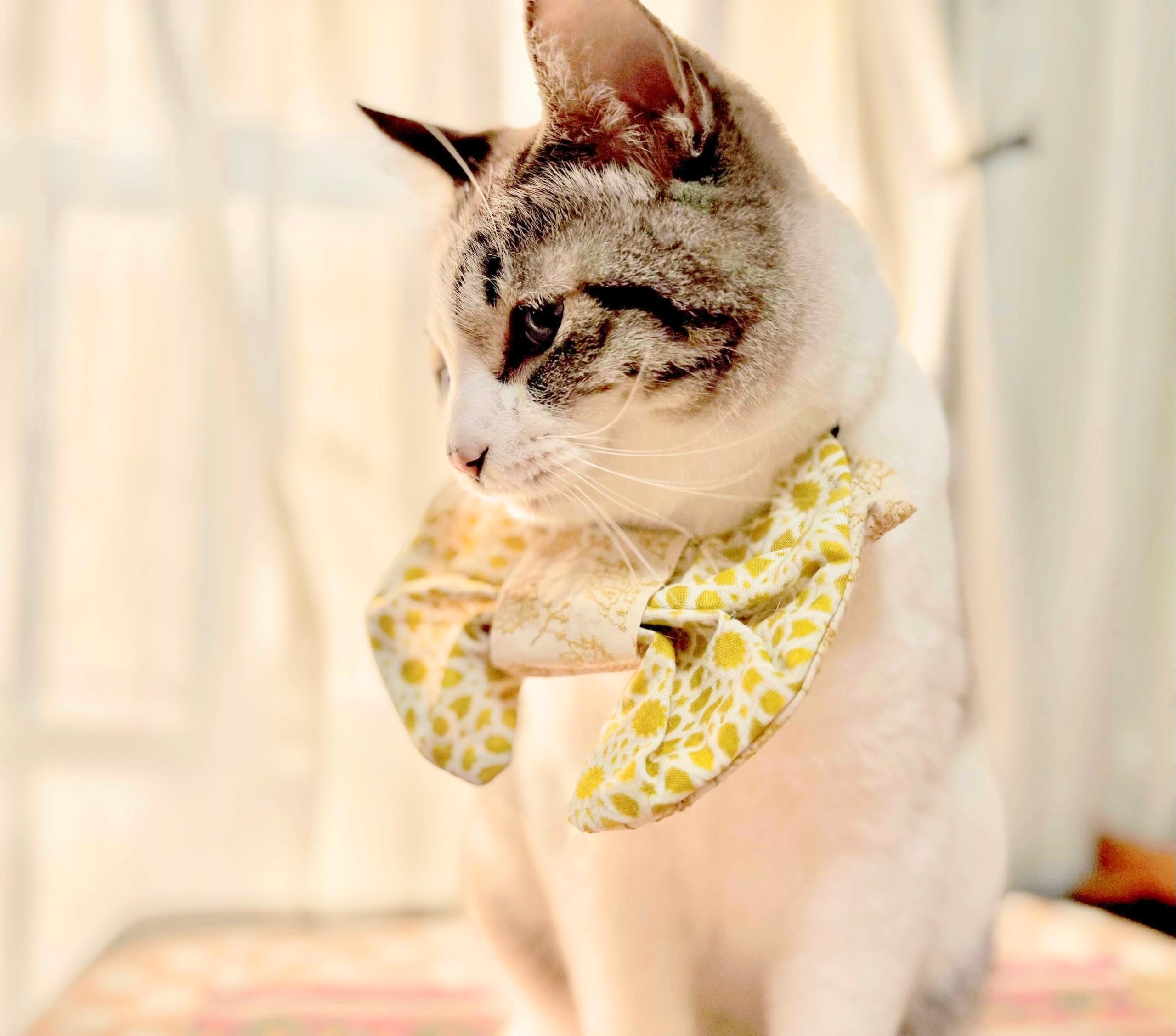 モデル @sweet.sweet.hana