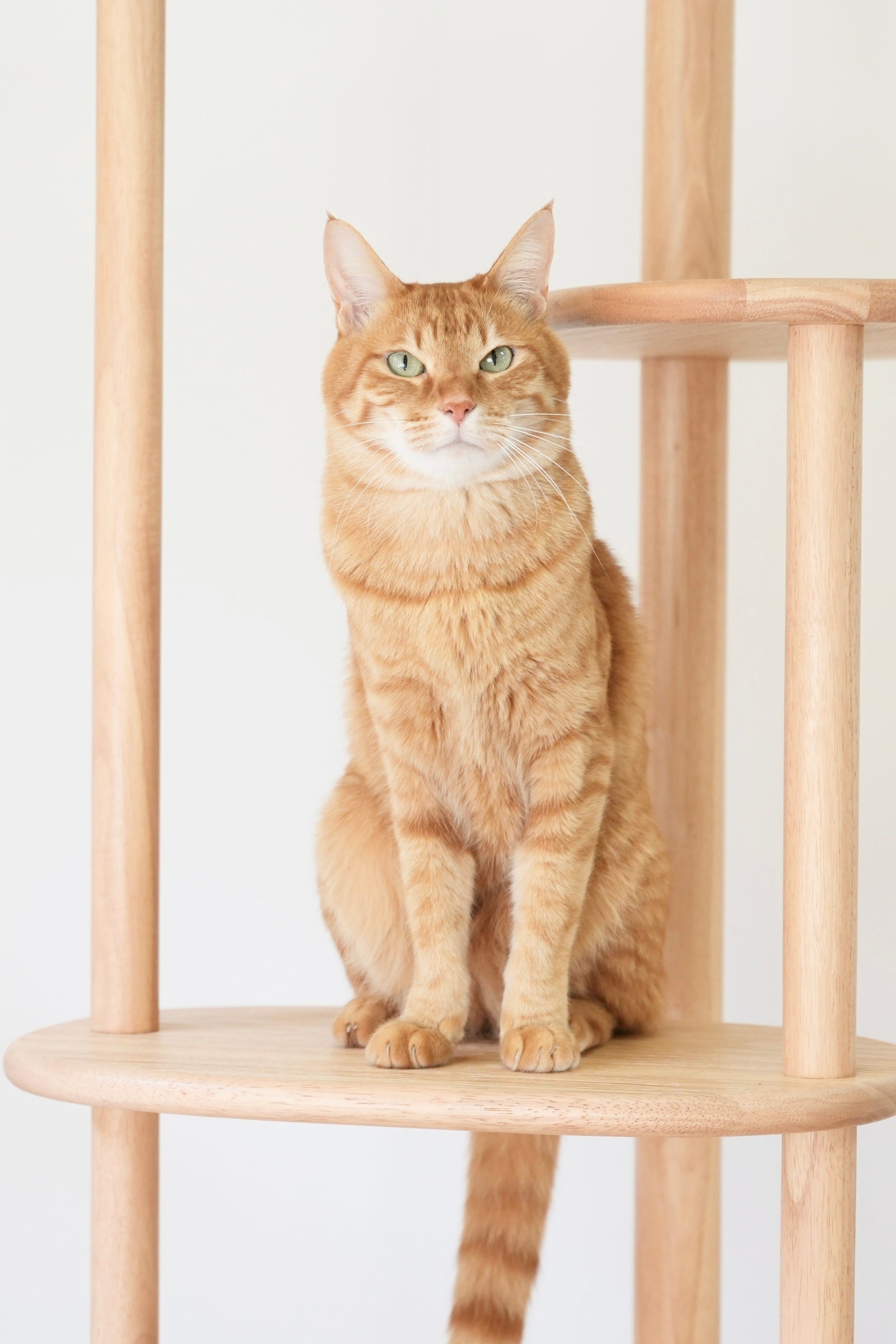 vol.1　猫の写真、光はこう選ぶ。窓際の午前中が、うちの子を一番美しく見せる理由