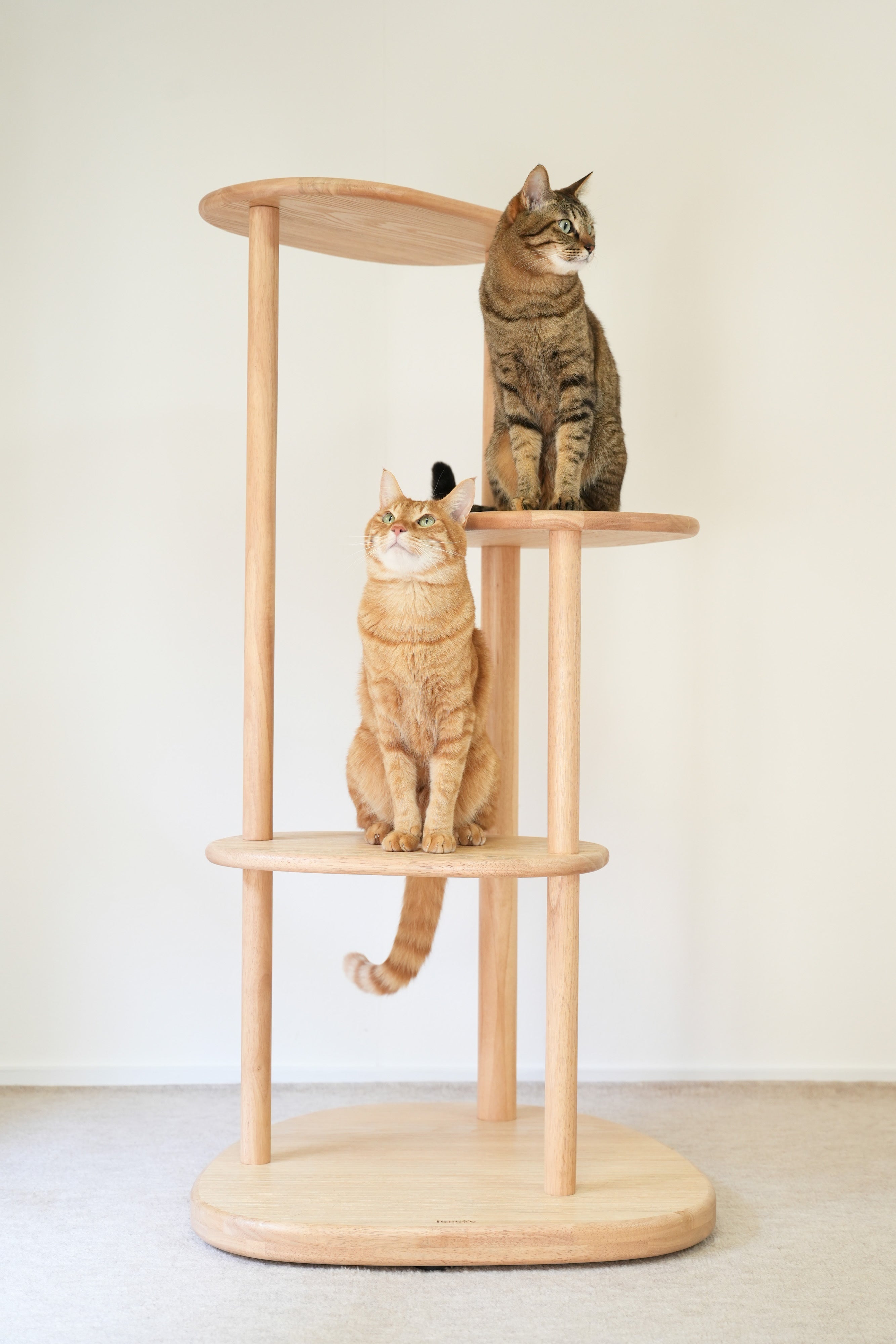 vol.2　猫の撮影、焦らなくていい。うちの子が自分からいい場所に収まるまで、ただ待つ。