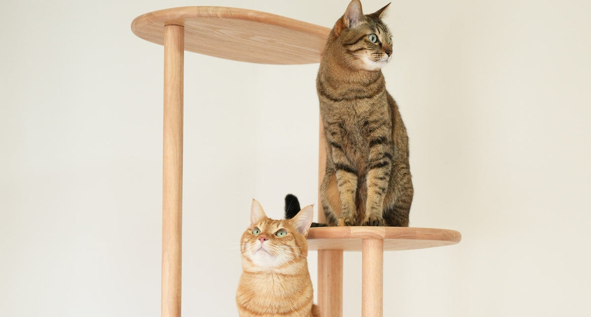 vol.2　猫の撮影、焦らなくていい。うちの子が自分からいい場所に収まるまで、ただ待つ。