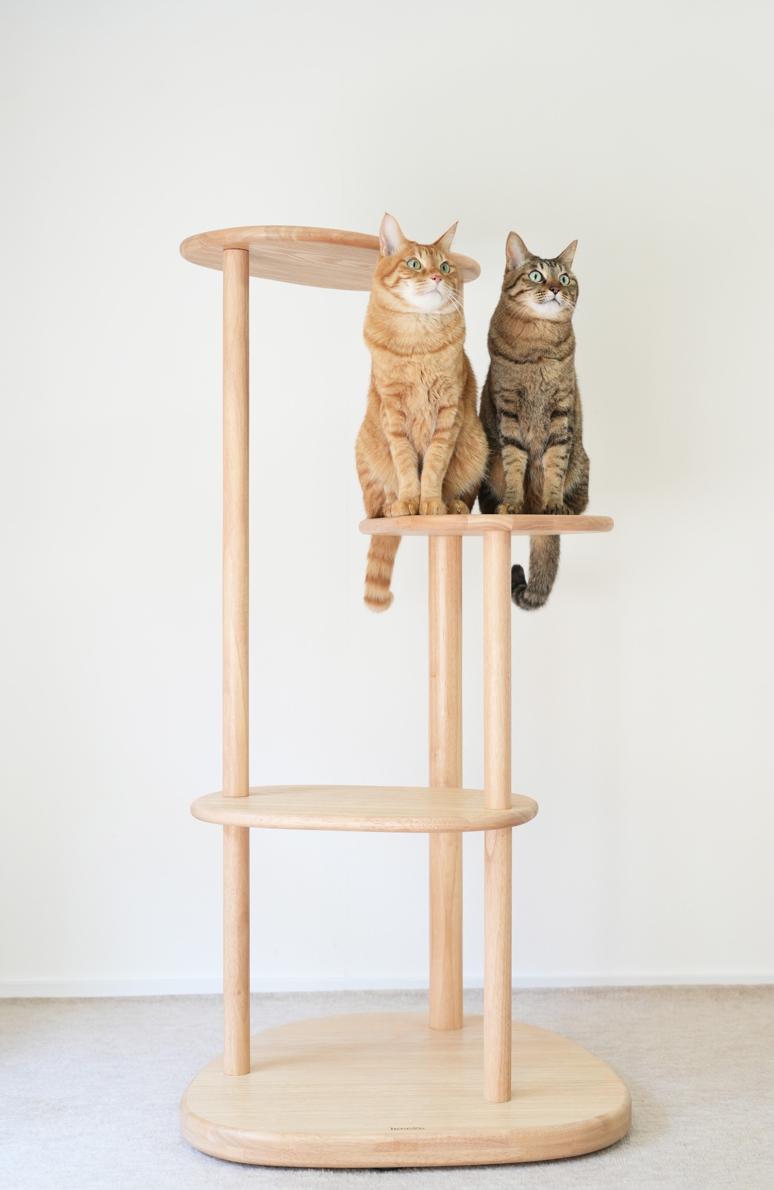 vol.3　猫の写真、背景はシンプルが正解。白い壁だけで、うちの子が主役になる。