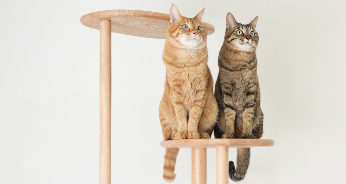 vol.3　猫の写真、背景はシンプルが正解。白い壁だけで、うちの子が主役になる。