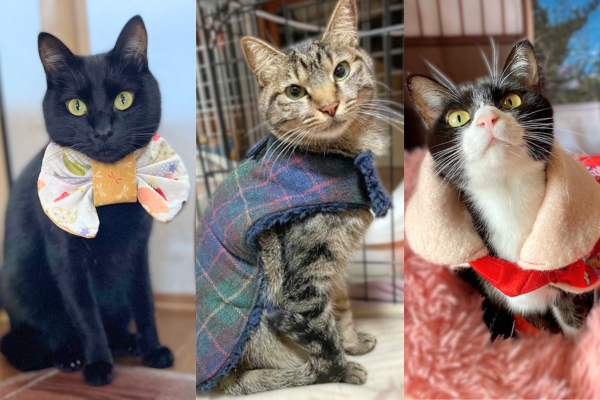 アンバサダー ＠kazuponta4