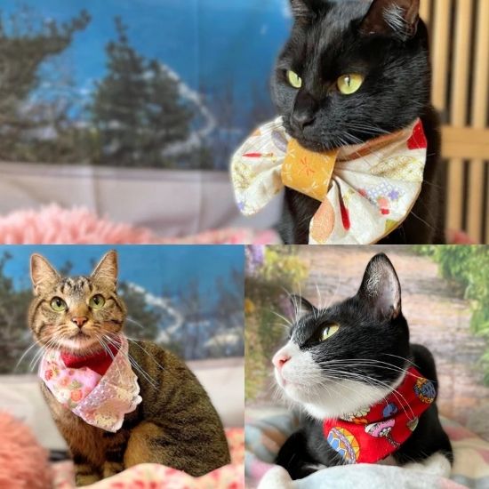 アンバサダー＠kazuponta4