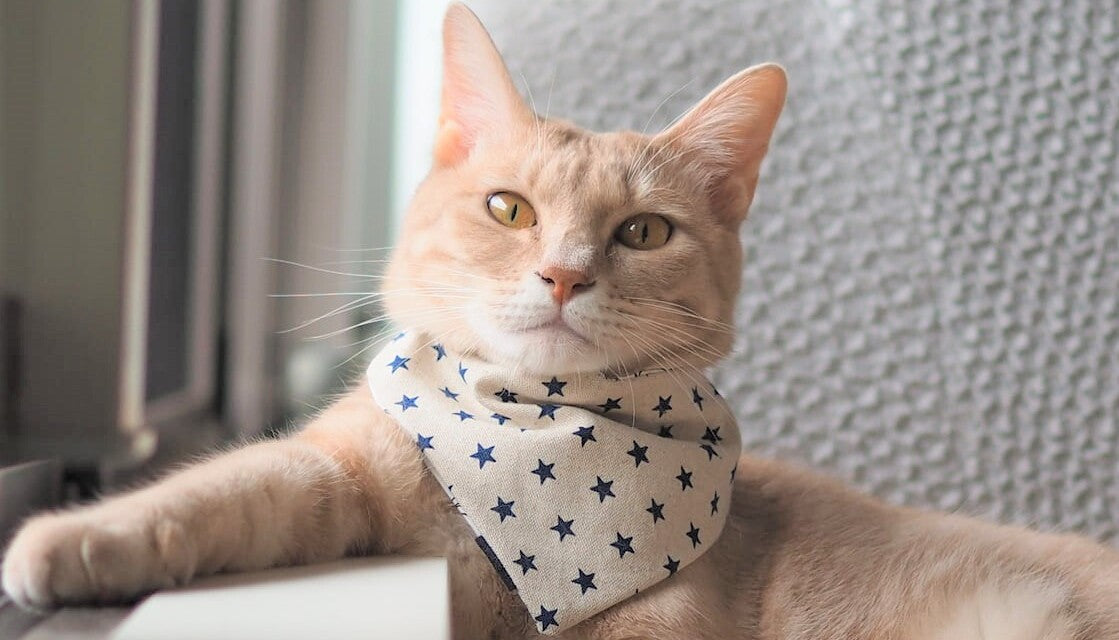 アンバサダー @ribu_ruri