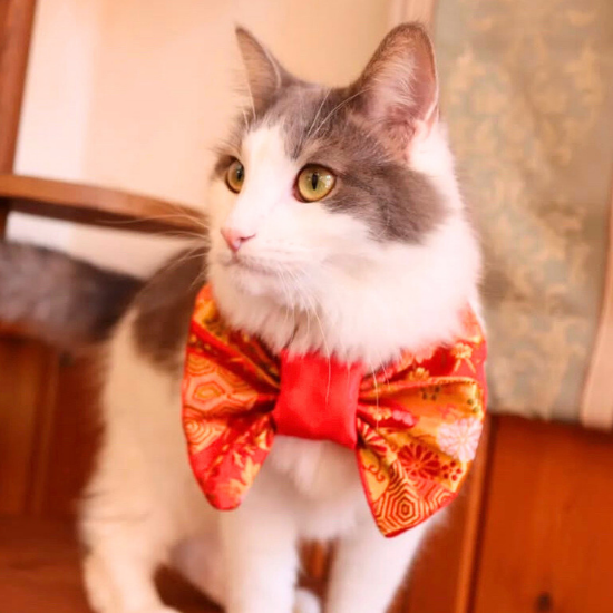 モデル @norwegian_f_c2023_24