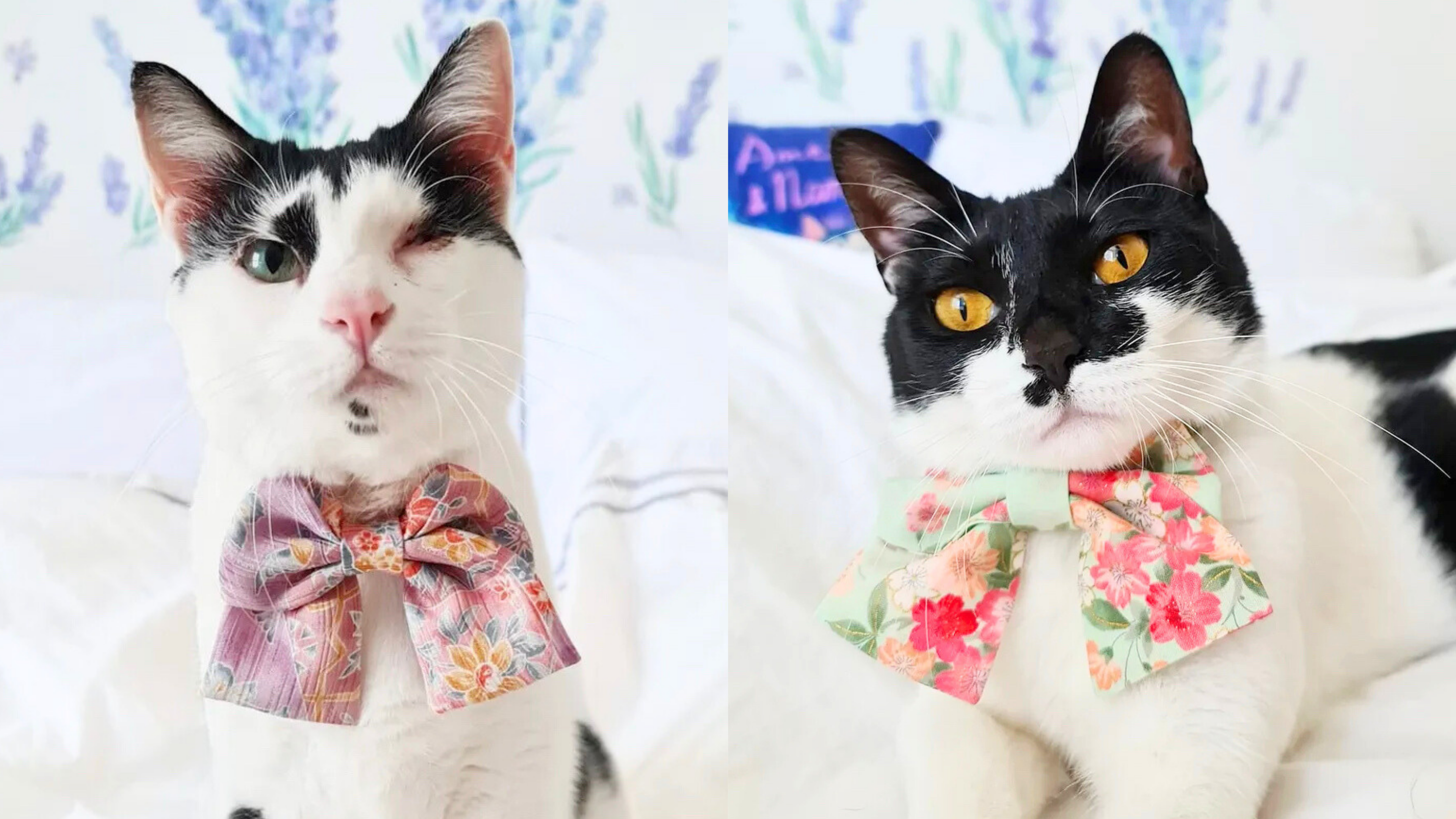 アンバサダー @kittenswithpolkadot