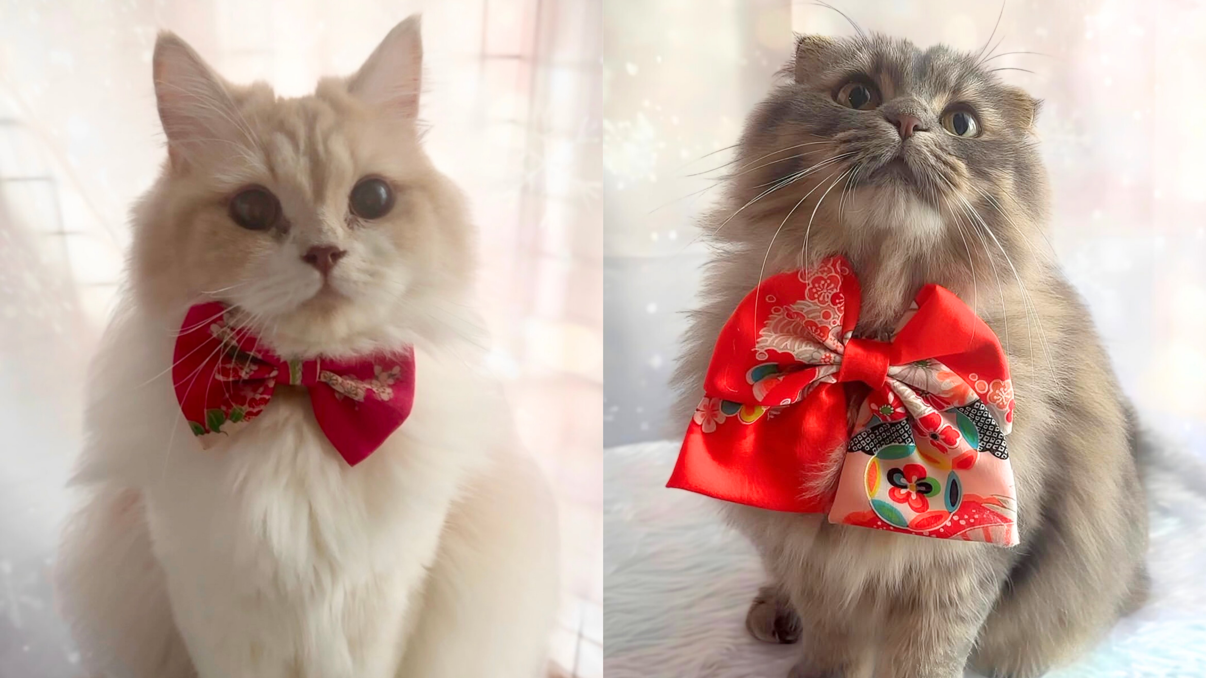 モデル @muu_is_ramune