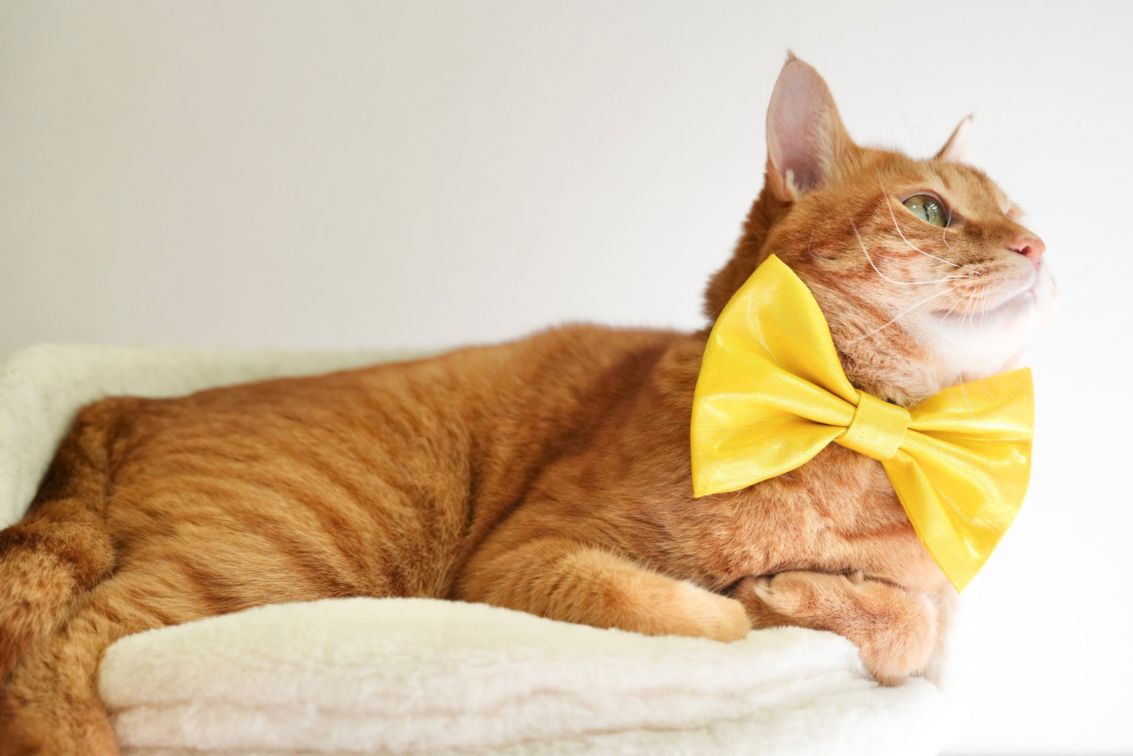 ひとつものコレクション