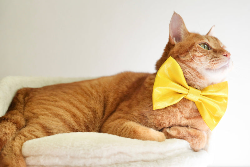 ひとつものコレクション