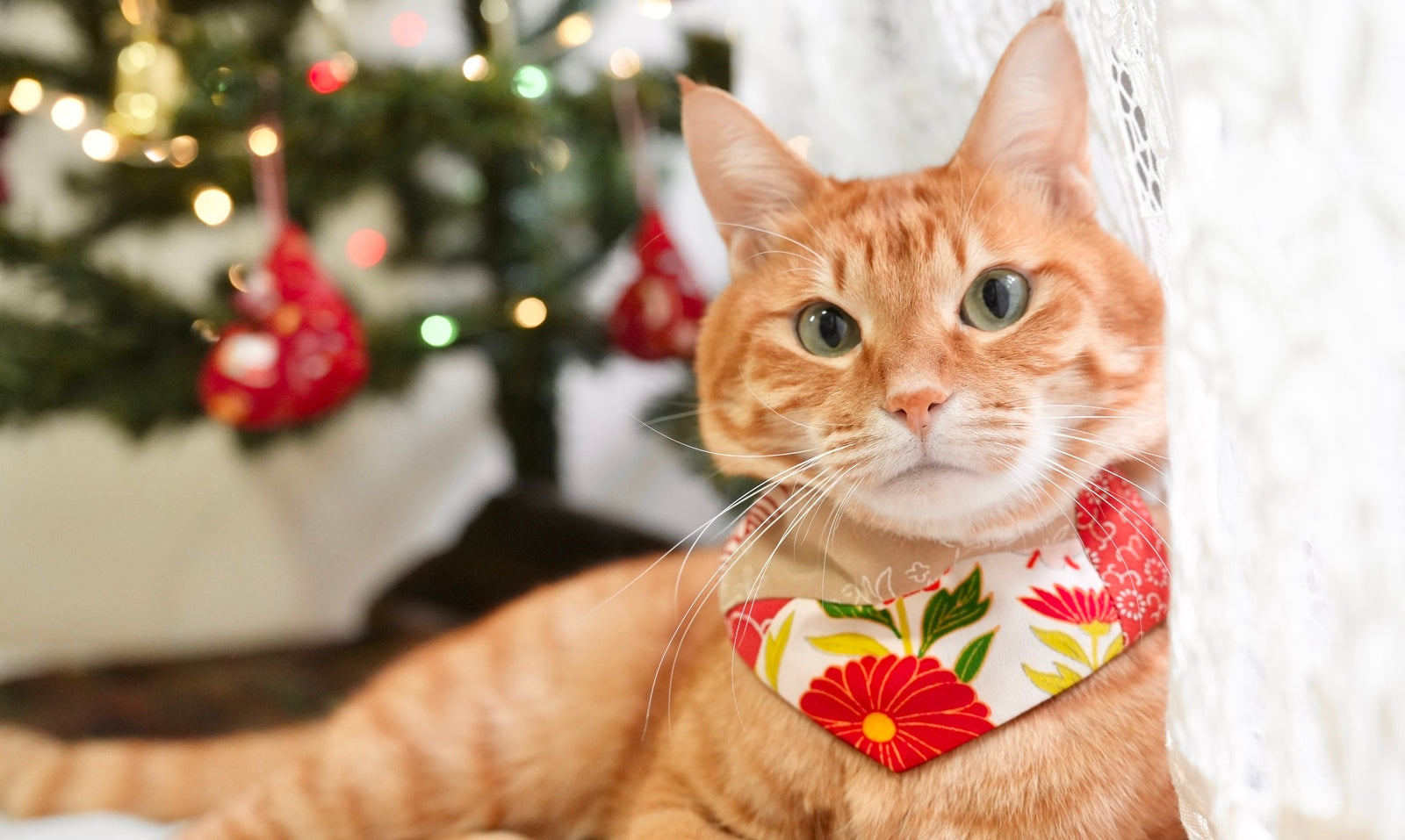 L&L Paws エルエルポウズ 猫 首輪 スタイ バンダナ かっこいい