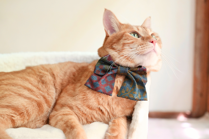 L&L Paws エルエルポウズ 猫 首輪 スタイ バンダナ かっこいい