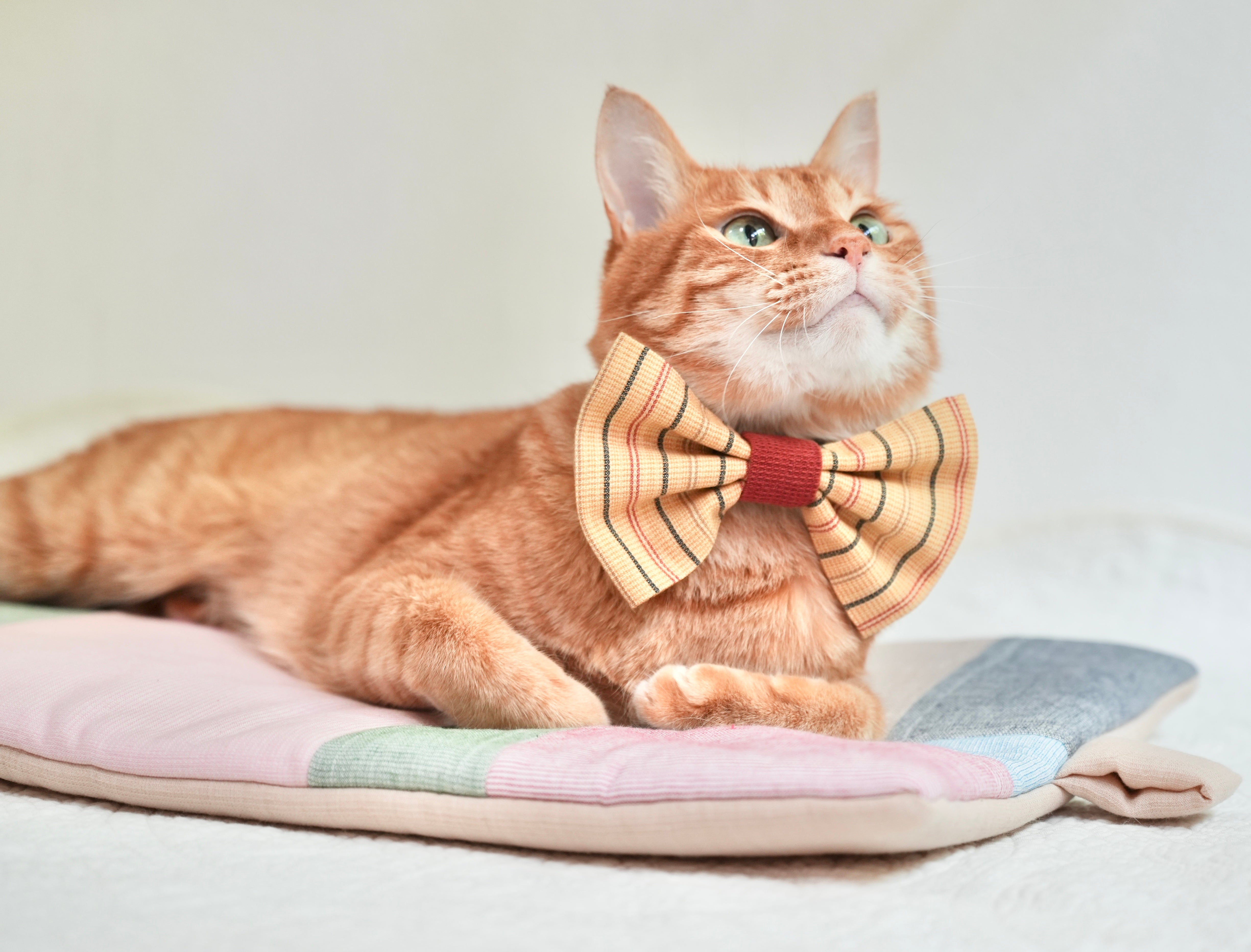 ビッグ蝶ネクタイ | 存在感たっぷりの猫用蝶ネクタイ - L&L Paws Japan