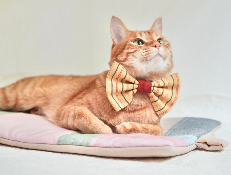 ビッグ蝶ネクタイ