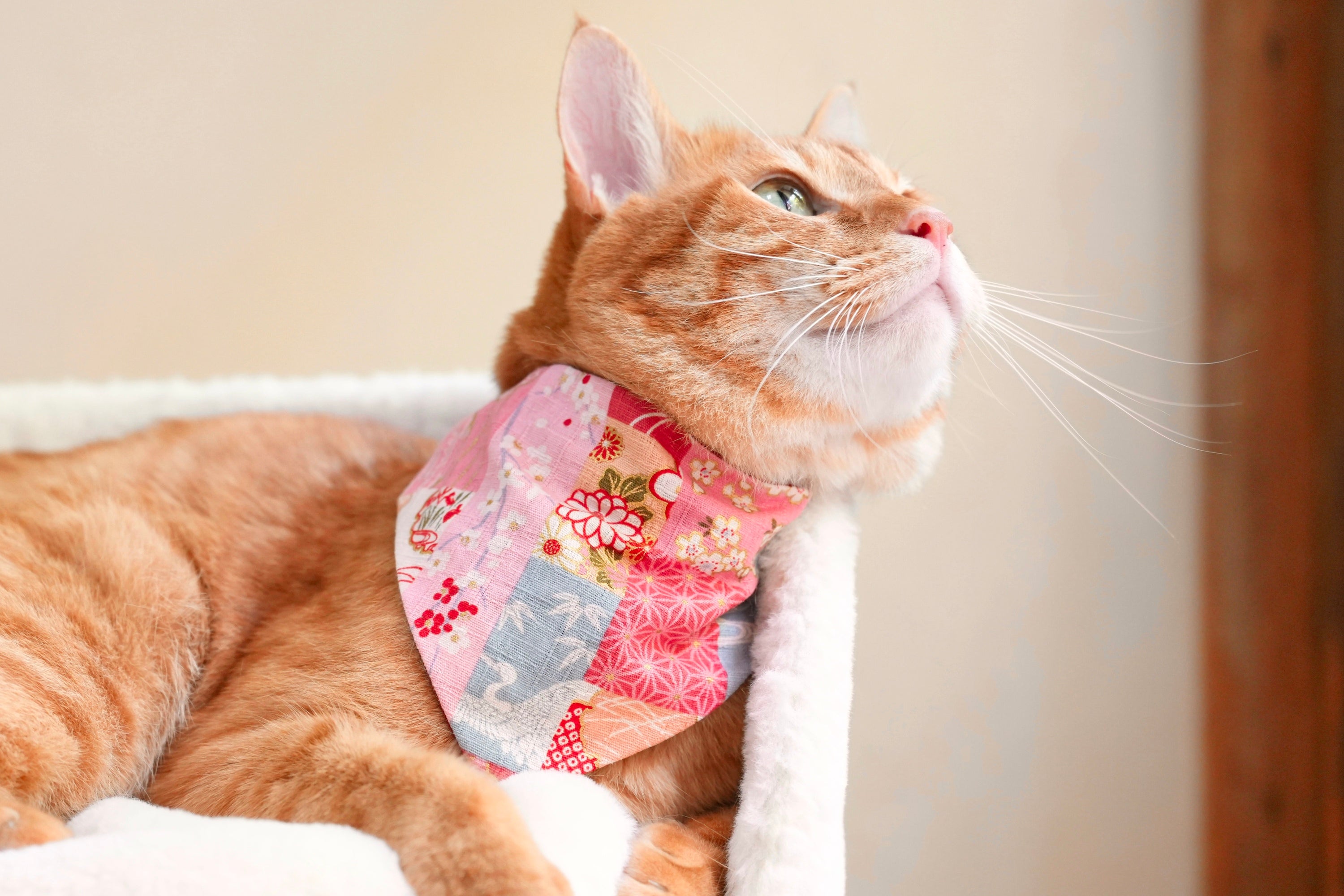 L&L Paws エルエルポウズ 猫 首輪 スタイ バンダナ かっこいい