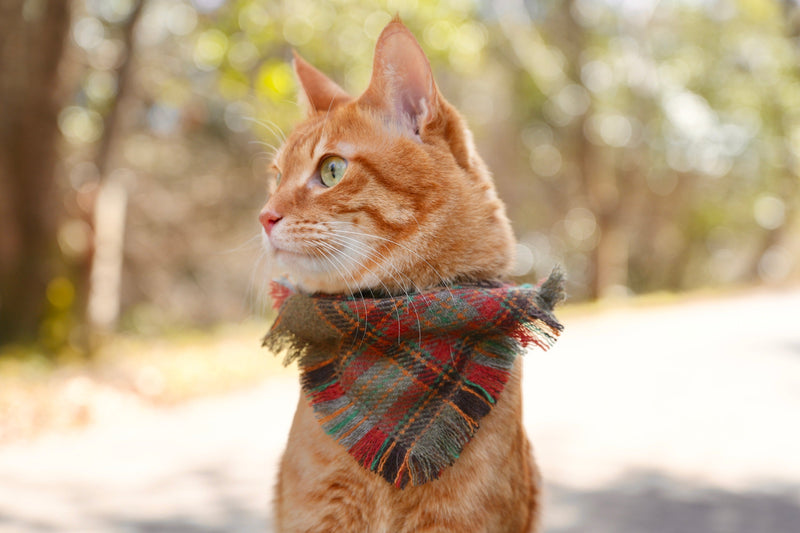 Adventure Bandanas | L&L Paws Japan