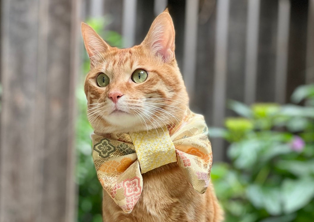 Obi Bandanas | L&L Paws Japan