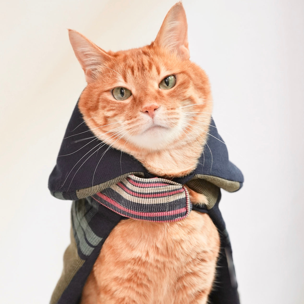 ペットのコート 羽織スタイル