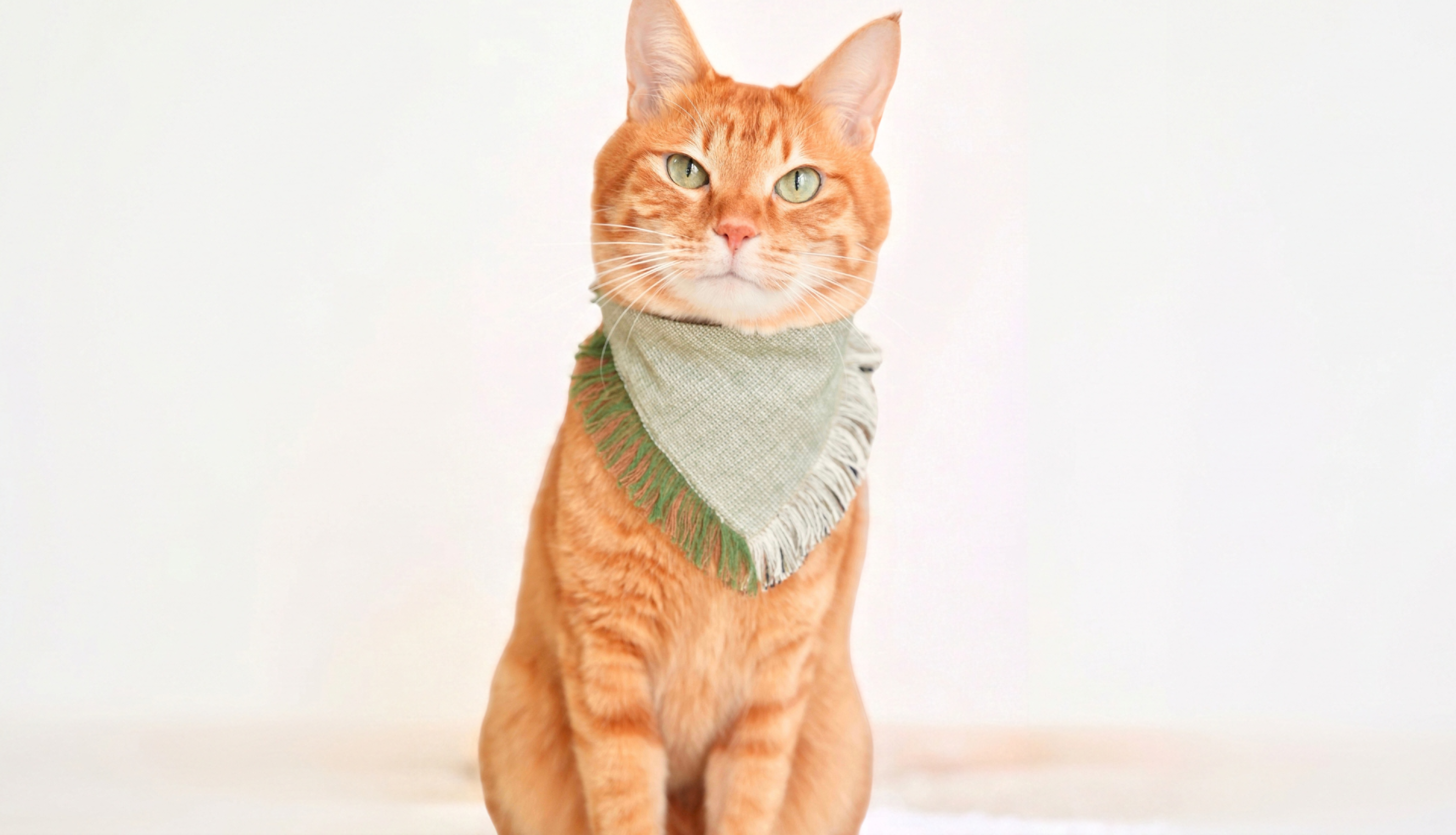 猫首輪と犬や猫の和柄や伝統布のペットアクセサリー専門店 エルエル 猫首輪と犬や猫の和柄や伝統布のペットアクセサリー専門店 エルエル