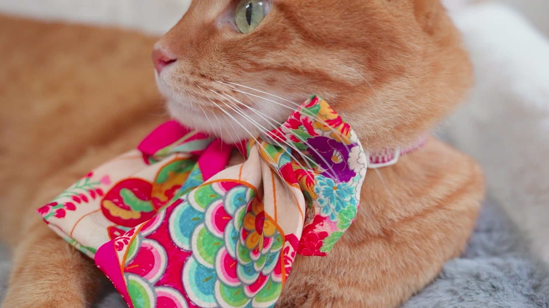 shopify-video-production-core-originals.storage.googleapis.com?external_video_id=33718374